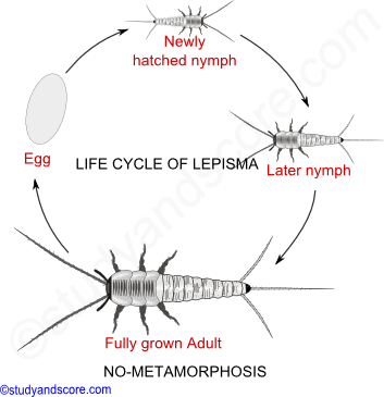 Metamorphosis in Insects, Metamorphosis meaning, Metamorphosis example, no metamorphosis, incomplete metamorphosis, gradual Metamorphosis, complete Metamorphosis